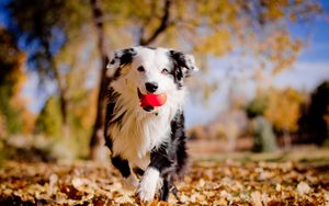Превью обои бордер-колли, собака, мячик, листья, осень, настроение