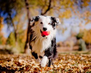Превью обои бордер-колли, собака, мячик, листья, осень, настроение