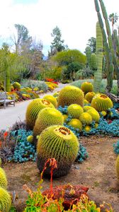 Превью обои ботанический сад, сан-марино, калифорния, сша, сад, кактусы