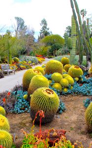 Превью обои ботанический сад, сан-марино, калифорния, сша, сад, кактусы