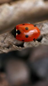 Превью обои божья коровка, листья, осень, сухой