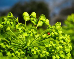 Превью обои божья коровка, листья, растение, макро