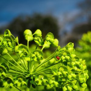 Превью обои божья коровка, листья, растение, макро