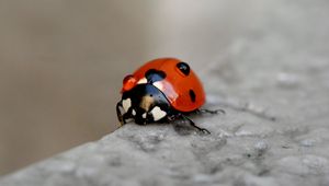 Превью обои божья коровка, макро, размытие, блики