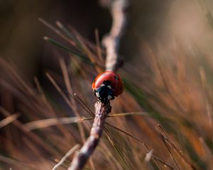 Превью обои божья коровка, насекомое, крупным планом