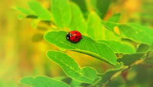 Превью обои божья коровка, насекомое, лист, макро, растение