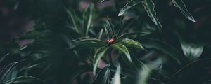 Превью обои божья коровка, насекомое, листья, растение