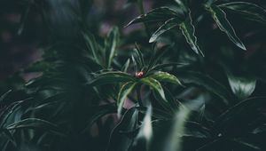 Превью обои божья коровка, насекомое, листья, растение