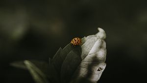 Превью обои божья коровка, насекомое, листок, зеленый, макро