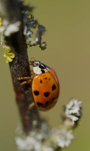 Превью обои божья коровка, насекомое, макро, ветка, природа