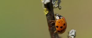 Превью обои божья коровка, насекомое, макро, ветка, природа