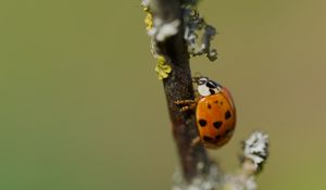 Превью обои божья коровка, насекомое, макро, ветка, природа