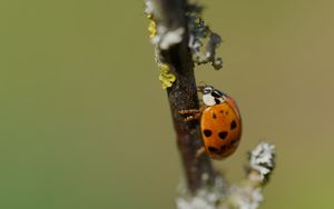 Превью обои божья коровка, насекомое, макро, ветка, природа