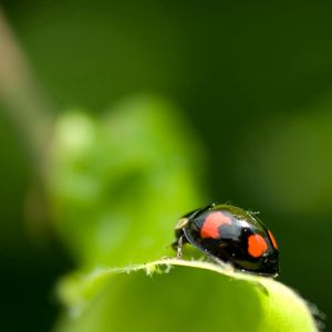 Превью обои божья коровка, необычный, лист, поверхность