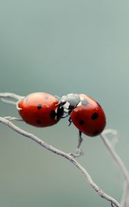 Превью обои божья коровка, пара, поцелуй, растение, ветка