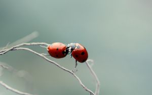 Превью обои божья коровка, пара, поцелуй, растение, ветка