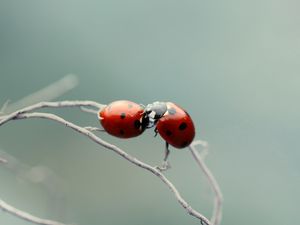 Превью обои божья коровка, пара, поцелуй, растение, ветка