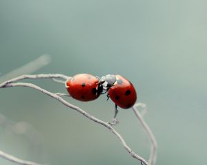 Превью обои божья коровка, пара, поцелуй, растение, ветка