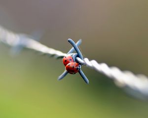 Превью обои божья коровка, пара, проволока, металл