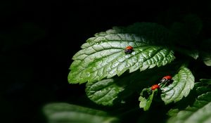 Превью обои божья коровка, три, листья, тень, форма