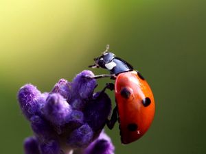 Превью обои божья коровка, цветок, ползать, насекомое