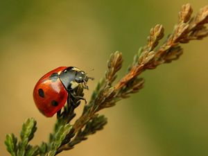 Превью обои божья коровка, ветка, ползать, крупным планом