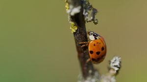 Превью обои божья коровка, жук, ветка, блики, макро