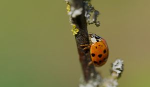 Превью обои божья коровка, жук, ветка, блики, макро