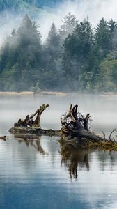 Превью обои бревна, озеро, отражение, деревья, туман