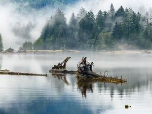 Превью обои бревна, озеро, отражение, деревья, туман