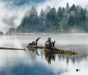 Превью обои бревна, озеро, отражение, деревья, туман