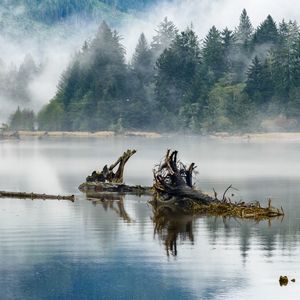 Превью обои бревна, озеро, отражение, деревья, туман