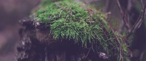Превью обои бревно, мох, макро, зеленый, растение