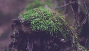 Превью обои бревно, мох, макро, зеленый, растение