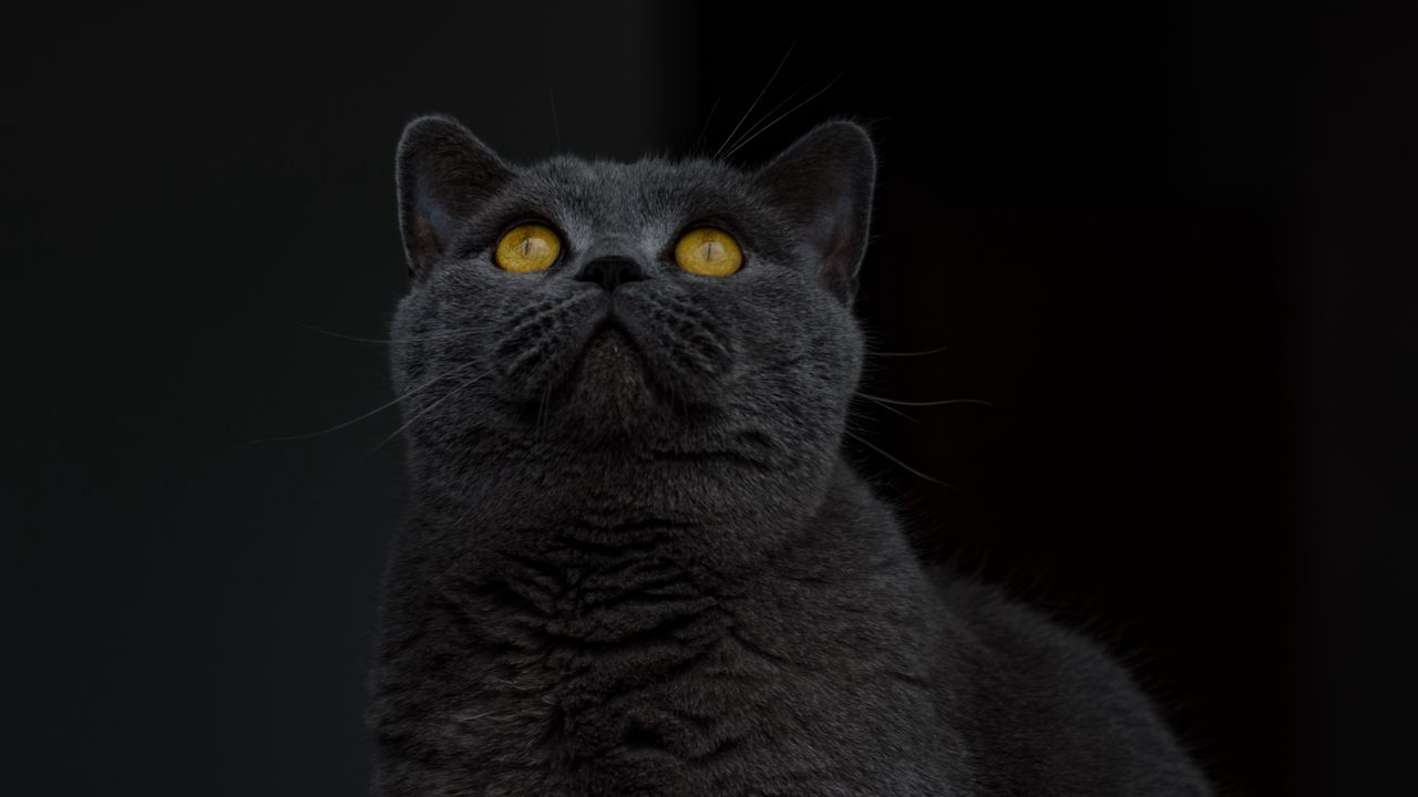 Обои британская короткошерстная кошка, кот, серый, взгляд