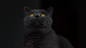 Превью обои британская короткошерстная кошка, кот, серый, взгляд