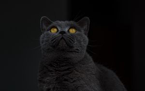 Превью обои британская короткошерстная кошка, кот, серый, взгляд