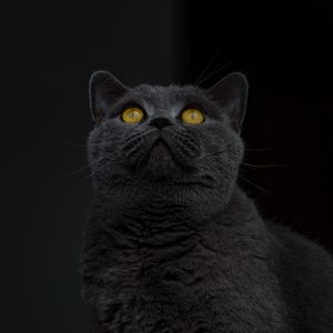 Превью обои британская короткошерстная кошка, кот, серый, взгляд