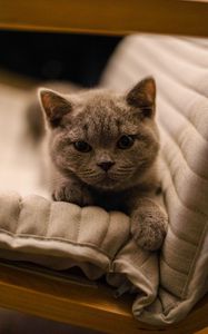 Превью обои британская короткошерстная, кошка, котенок, питомец, серый