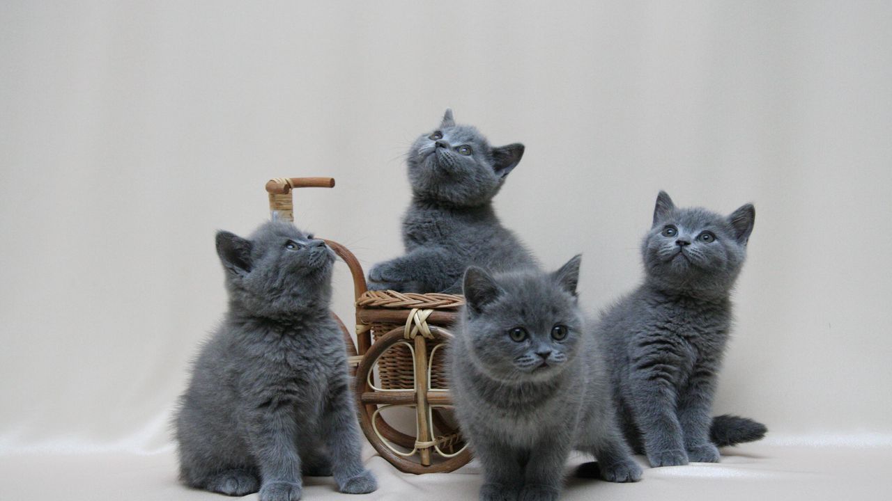 Обои британские котята, британец, окрас, миниатюра, фотосессия