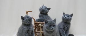 Превью обои британские котята, британец, окрас, миниатюра, фотосессия