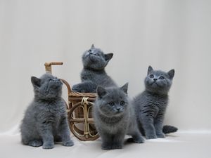 Превью обои британские котята, британец, окрас, миниатюра, фотосессия
