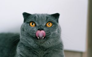 Превью обои британский кот, кот, питомец, высунутый язык, взгляд