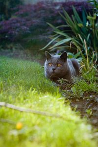 Превью обои британский кот, кот, питомец, взгляд, трава