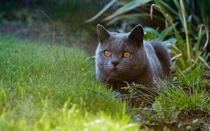 Превью обои британский кот, кот, питомец, взгляд, трава
