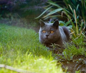 Превью обои британский кот, кот, питомец, взгляд, трава