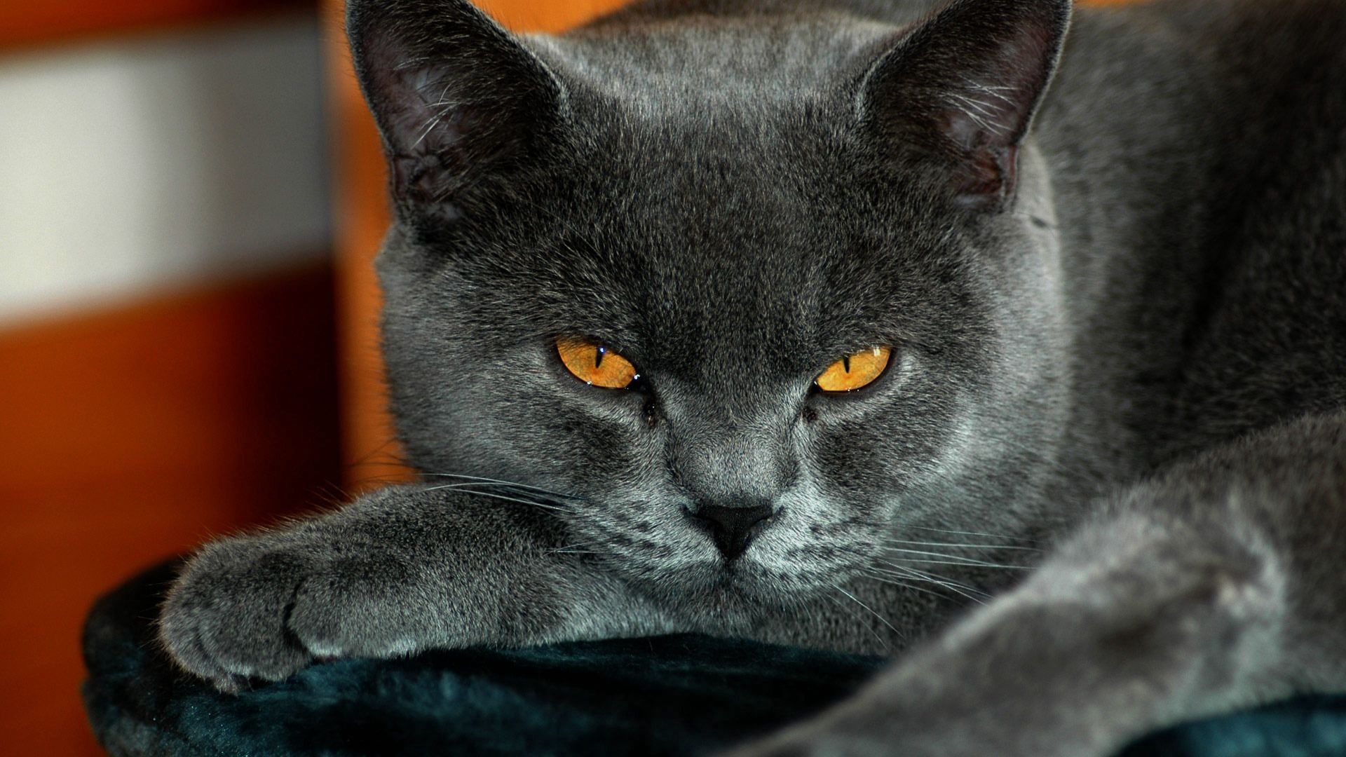 Фото серого кота с желтыми глазами