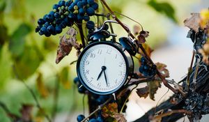 Превью обои будильник, часы, виноград, ветки, время
