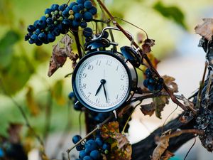 Превью обои будильник, часы, виноград, ветки, время