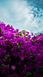 Превью обои бугенвиллея, цветы, фиолетовый, цветение, небо, облака